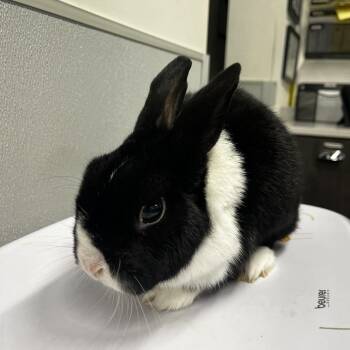 American Rabbits Available for Adoption - Vaton | PetCurious