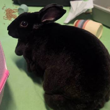 Annie -  Rex Rabbit for Adoption in North Little Rock, Arkansas - Annie | PetCurious