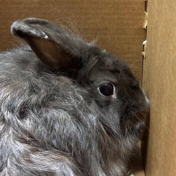 Princess -  American Rabbit for Adoption in Tampa, Florida - Princess | PetCurious