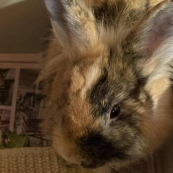 Lionhead Rabbits Available for Adoption in Plumsted, New Jersey - Ollie | PetCurious