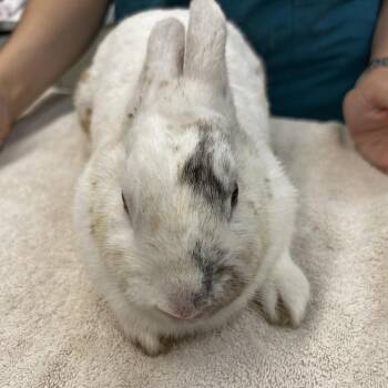 Mary Hoppins -  Harlequin Rabbit for Adoption in Westminster, California - Mary Hoppins | PetCurious