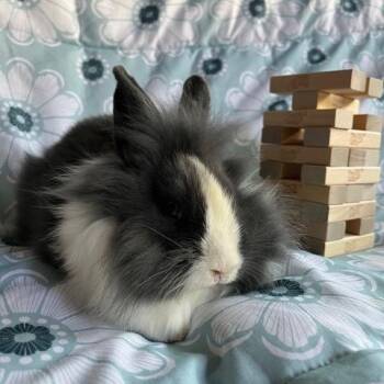 Rescue Dutch and Lionhead Rabbits for Adoption in Livermore, California - Jenga | PetCurious