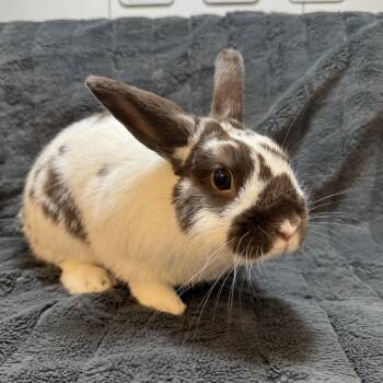 Cheesecake -  Bunny Rabbit Rabbit for Adoption in Cambridge, Ontario - Cheesecake | PetCurious