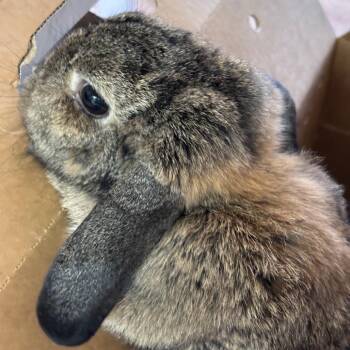 Gudetama -  American Fuzzy Lop Rabbit for Adoption in Richmond, California - Gudetama | PetCurious