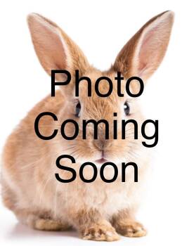 Rescue Bunny Rabbit Rabbits for Adoption in Westbrook, Maine - Darla | PetCurious