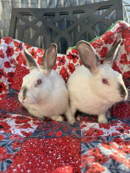Rescue Californian Rabbits for Adoption in Westbrook, Maine - Violet *bonded To Winnie* | PetCurious
