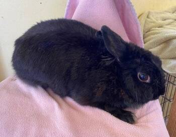 Fluff -  Bunny Rabbit Rabbit for Adoption in Escondido, California - Fluff | PetCurious