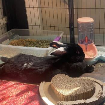 Moose (Eyore) -  Flemish Giant Rabbit for Adoption in Charlotte, North Carolina - Moose (Eyore) | PetCurious