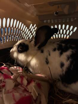 Rescue Bunny Rabbit Rabbits for Adoption in Westbrook, Maine - Ramona | PetCurious