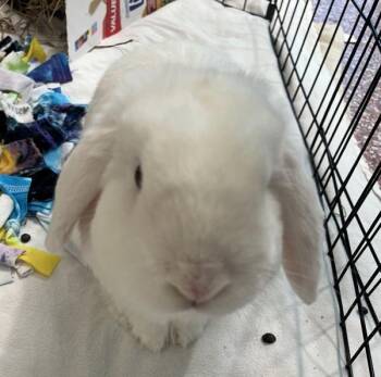 Holland Lop Rabbits Available for Adoption in Stratham, New Hampshire - Cloud - Companion To Patches | PetCurious