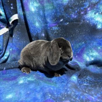 Lop Eared and Rex Rabbits Available for Adoption - Cashmere  | PetCurious