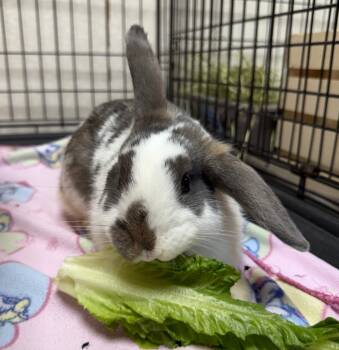 Rescue American Rabbits for Adoption in Pomona, New York - Patchwork | PetCurious