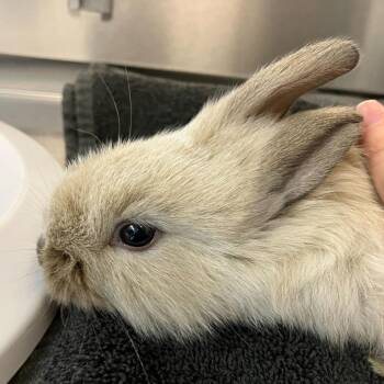 Bunny Rabbit Rabbits Available for Adoption in Asheville, North Carolina - Honeysuckle | PetCurious