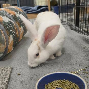 Marshmallow -  Flemish Giant and American Rabbit for Adoption in Hampton Bays, New York - Marshmallow | PetCurious