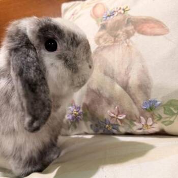 Milk -  Holland Lop Rabbit for Adoption in Kalamazoo, Michigan - Milk | PetCurious