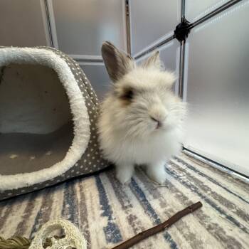 Lionhead Rabbits Available for Adoption - Marty | PetCurious