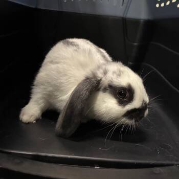 Rhubarb -  Hotot and Bunny Rabbit Rabbit for Adoption in Providence, Rhode Island - Rhubarb | PetCurious