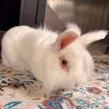 Casper -  Lionhead Rabbit for Adoption in Winston-salem, North Carolina - Casper | PetCurious