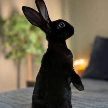 Kevin (Bonded) -  Rex Rabbit for Adoption in Wheaton, Illinois - Kevin (Bonded) | PetCurious