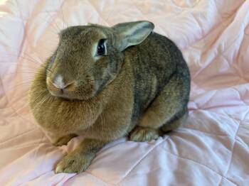Apple Cider Donut -  New Zealand Rabbit for Adoption in Saint Charles, Missouri - Apple Cider Donut | PetCurious