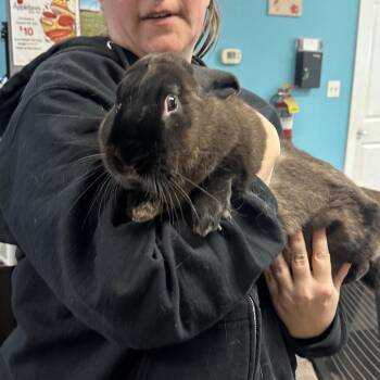 Bunny Rabbit Rabbits Available for Adoption - Nutmeg | PetCurious