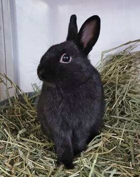 Rescue Dwarf Rabbits for Adoption in Chicago, Illinois - Lettuce | PetCurious