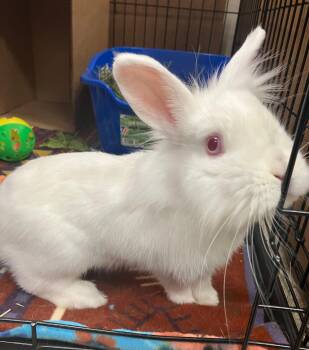 Zahra -  Lionhead Rabbit Available for Adoption in Oshkosh, Wisconsin - Zahra | PetCurious