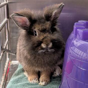 AJ -  Lionhead Rabbit for Adoption in Des Moines, Iowa - AJ | PetCurious