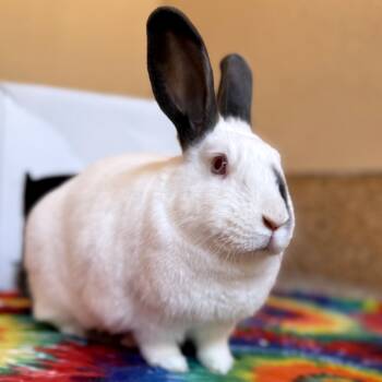 Rescue Californian Rabbits for Adoption in Kanab, Utah - Daisy | PetCurious