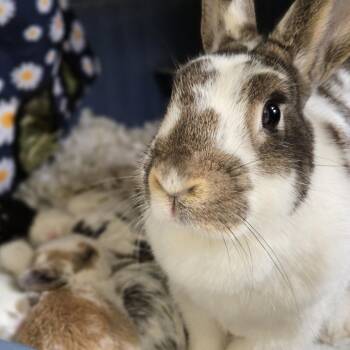 Mindy -  Bunny Rabbit Rabbit for Adoption in Pittsford, Vermont - Mindy | PetCurious