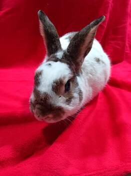 Rescue English Spot Rabbits for Adoption in Erie, Pennsylvania - Scooter | PetCurious