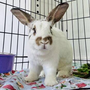 Rescue Bunny Rabbit Rabbits for Adoption in Winston-salem, North Carolina - Poppy | PetCurious