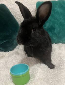 Stormie -  Havana Rabbit for Adoption in Naples, Florida - Stormie | PetCurious