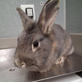 Bunny Rabbit Rabbits Available for Adoption - ALICE | PetCurious