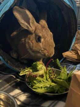Rescue Bunny Rabbit Rabbits for Adoption in Westbrook, Maine - Barley | PetCurious