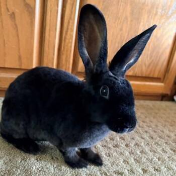 Lalo -  Rex Rabbit for Adoption in Wheaton, Illinois - Lalo | PetCurious
