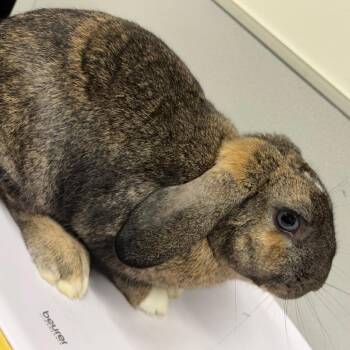 Pea -  Holland Lop Rabbit for Adoption in Tampa, Florida - Pea | PetCurious