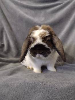 Holland Lop Rabbits Available for Adoption in Plymouth, Michigan - Freddie | PetCurious