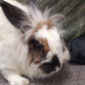 Mama Maude -  Lionhead Rabbit for Adoption in Murray, Utah - Mama Maude | PetCurious