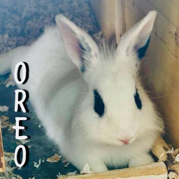 Rescue Hotot Rabbits for Adoption in Quail Heights, Florida - Oreo & Strawberry | PetCurious