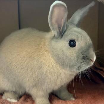 American Rabbits Available for Adoption - Peanut | PetCurious