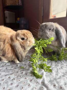 Holland Lop Rabbits Available for Adoption - Kitty & Roxy | PetCurious