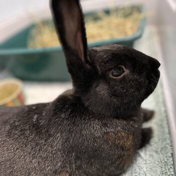 Jasper -  Bunny Rabbit Rabbit for Adoption in South Kingstown, Rhode Island - Jasper | PetCurious