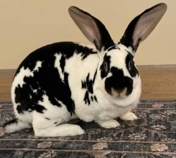 Bluey -  English Spot Rabbit for Adoption in Lee