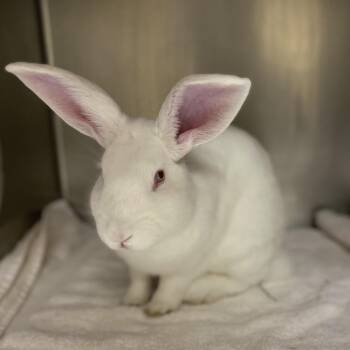 Fievel -  Californian Rabbit for Adoption in Cheyenne, Wyoming - Fievel | PetCurious