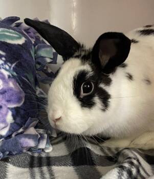 Lollihop -  Dwarf and English Spot Rabbit for Adoption in Chicago, Illinois - Lollihop | PetCurious