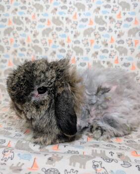 Rupert -  Lop Eared Rabbit Available for Adoption in Lake Elsinore, California - Rupert | PetCurious