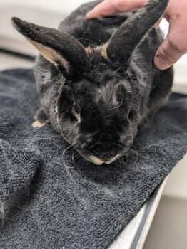 American Rabbits Available for Adoption - Theo | PetCurious