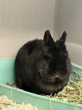 CHARCOAL -  Bunny Rabbit Rabbit for Adoption in Omaha, Nebraska - CHARCOAL | PetCurious