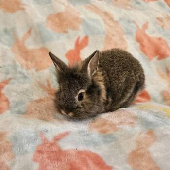 Lionhead and Mixed Breed Rabbits Available for Adoption - Blackberry | PetCurious